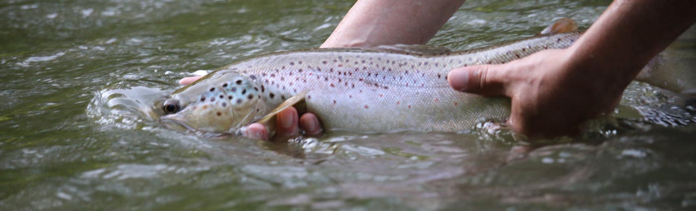 hands holding a trout in the water